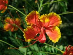 Caesalpinia pulcherrima (L.) Sw.