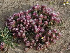 Jetel úzkolistý (Trifolium angustifolium L.)