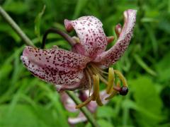 Lilie zlatohlavá (Lilium martagon L.)