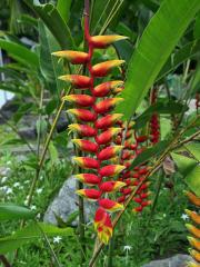 Heliconia rostrata Ruiz & Pavón