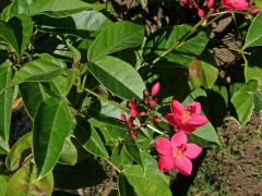 Dávivec (Jatropha integerrima Jacq.)   