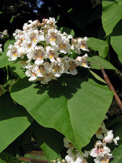 Katalpa trubačovitá (Catalpa bignonioides Walt.)