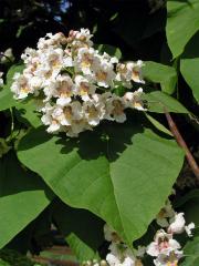 Katalpa (Catalpa Scop.)