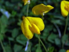 Podzemnice (Arachis pintoi Krapov. & W. C. Greg.)