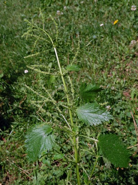 Kopřiva vrtkavá (Urtica dubia Forssk.)