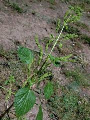 Kopřiva vrtkavá (Urtica dubia Forssk.)