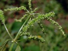 Kopřiva vrtkavá (Urtica dubia Forssk.)