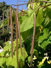 Katalpa trubačovitá (Catalpa bignonioides Walt.)