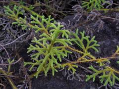 Plavuňka (Lycopodiella cernua (L.) Pich. Serm.)