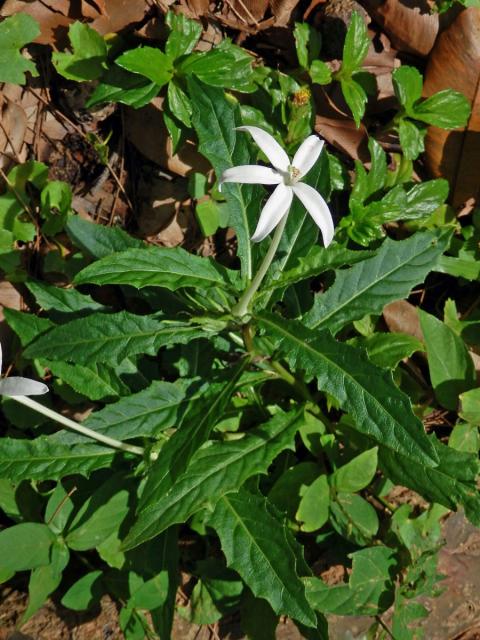 Hippobroma longiflora (L.) G. Don