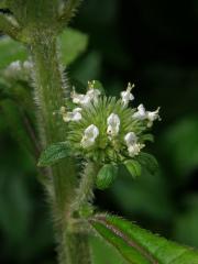 Hyptis capitata Jacq.