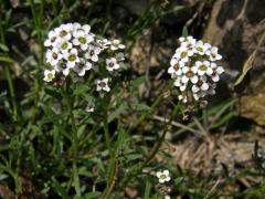 Tařicovka přímořská (Lobularia maritima (L.) Desv.)