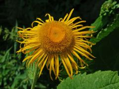 Kolotočník ozdobný (Telekia speciosa (Schreb.) Baumg.)