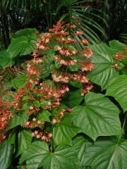 Blahokeř (Clerodendrum L.)