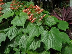 Clerodendrum paniculatum L.