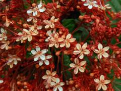 Clerodendrum paniculatum L.