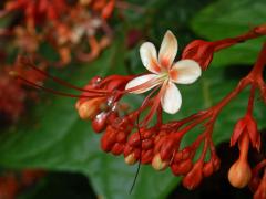 Clerodendrum paniculatum L.