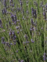 Levandule (Lavandula latifolia Medik.)