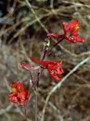 Ostrožka (Delphinium cardinale Hook.)