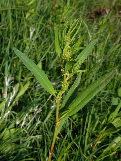 Šťovík přímořský (Rumex maritimus L.)