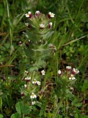 Světličník (Parentucellia latifolia (L.) Caruel)