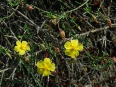 Devaterka poléhavá (Fumana procumbens (Dunal) Gren. et Godr.)