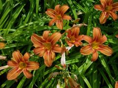 Denivka (Hemerocallis L.)