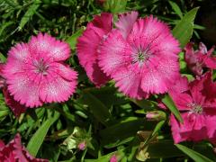 Hvozdík čínský (Dianthus chinensis L.)