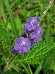 Stachytarpheta jamaicensis (L.) Vahl