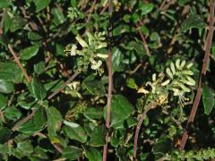 Zimolez (Lonicera subspicata Hook & Arn.)   