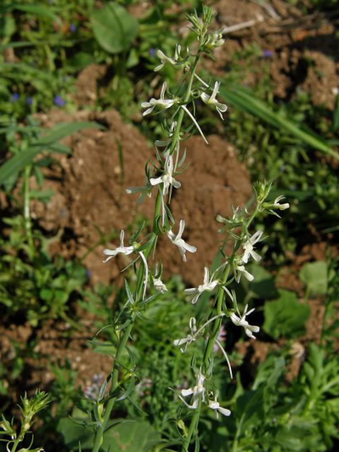 Lnice (Linaria chalepensis (L.) Mill.