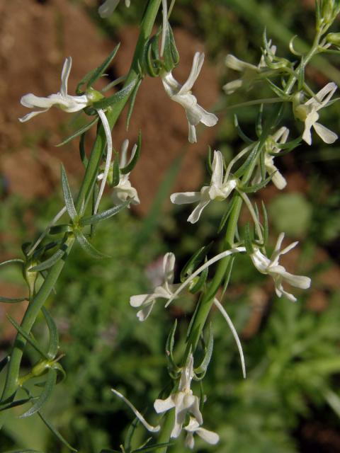 Lnice (Linaria chalepensis (L.) Mill.