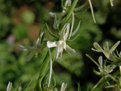 Lnice (Linaria chalepensis (L.) Mill.