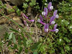 Vikev (Vicia cassia Bois.)