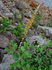 Crotalaria pallida Ait.