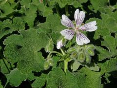 Kakost (Geranium renardii Trautv.)