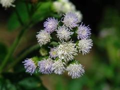 Nestařec hnidákovitý (Ageratum conyzoides L.)