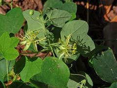 Mučenka (Passiflora lutea L.)  