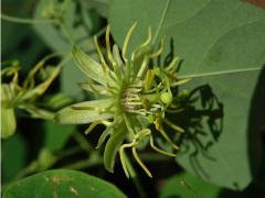 Mučenka (Passiflora lutea L.)