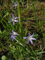 Ladoňka zářící (Scilla luciliae (Boiss.) Speta)