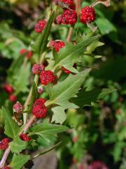 Merlík (Chenopodium foliosum (Moench.) Asch.)