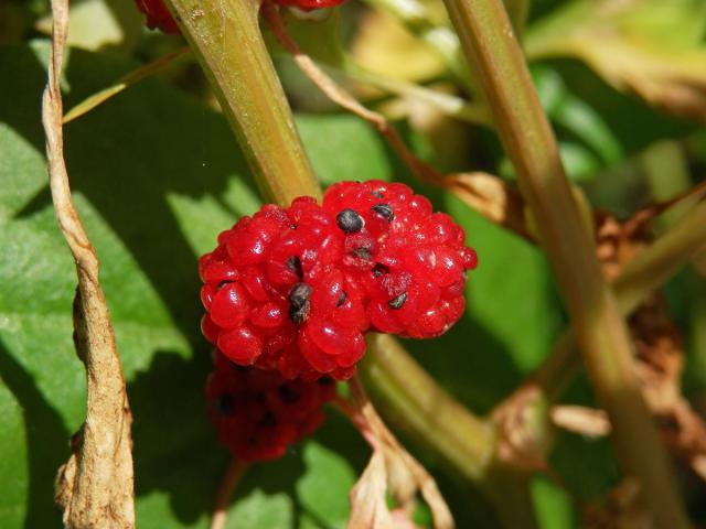 Merlík (Chenopodium foliosum (Moench.) Asch.)