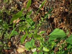 Acalypha indica L.