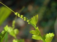 Acalypha indica L.