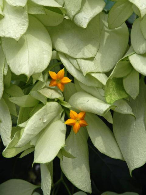 Mussaenda philippica A. Rich.