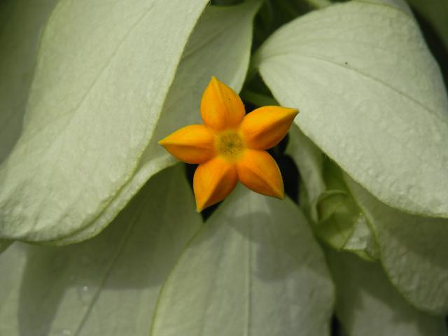 Mussaenda philippica A. Rich.