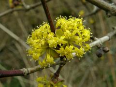 Dřín jarní (Cornus mas L.)