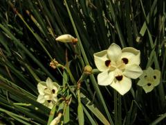 Dietes bicolor Sweet ex G. Don