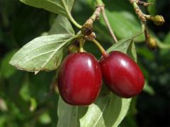 Dřín jarní (Cornus mas L.)