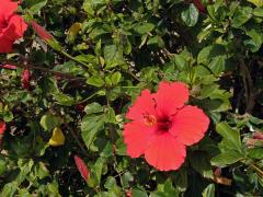 Ibišek (Hibiscus rosa sinensis L.)   